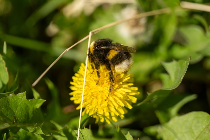 Bombus