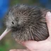 AnimalReader