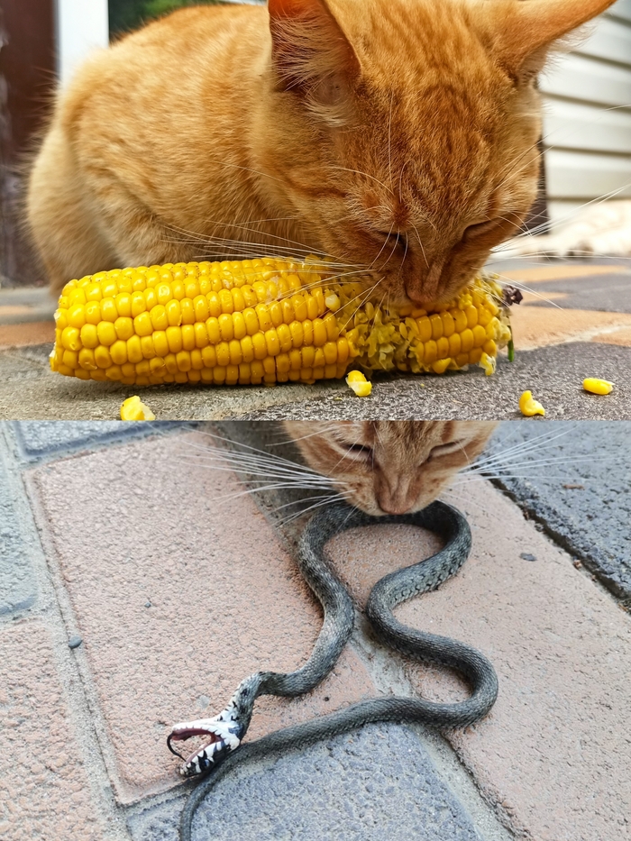 ���������� �������