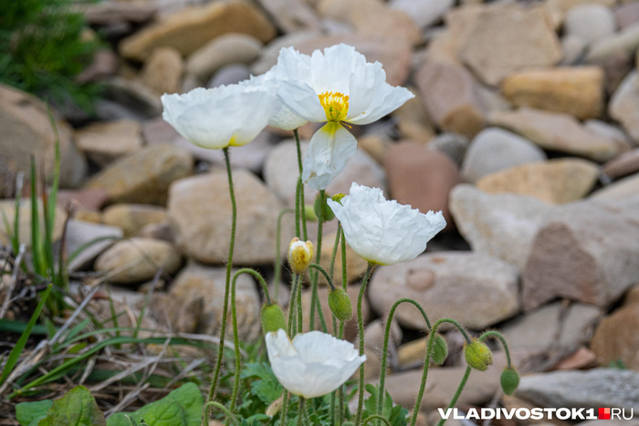 ��������: ����� ������ / <!--noindex--><a href="https://pikabu.ru/story/redkie_belyie_maki_raspustilis_vo_vladivostoke_14029043?u=http%3A%2F%2FVLADIVOSTOK1.RU&t=VLADIVOSTOK1.RU&h=65ff03fe28c7228e4127e83457e6f4a14f0430f6" title="http://VLADIVOSTOK1.RU" target="_blank" rel="nofollow noopener">VLADIVOSTOK1.RU</a><!--/noindex-->