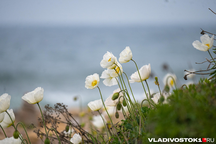 ��������: ����� ������ / <!--noindex--><a href="https://pikabu.ru/story/redkie_belyie_maki_raspustilis_vo_vladivostoke_14029043?u=http%3A%2F%2FVLADIVOSTOK1.RU&t=VLADIVOSTOK1.RU&h=65ff03fe28c7228e4127e83457e6f4a14f0430f6" title="http://VLADIVOSTOK1.RU" target="_blank" rel="nofollow noopener">VLADIVOSTOK1.RU</a><!--/noindex-->