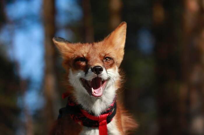 What Does The Fox Say? :)