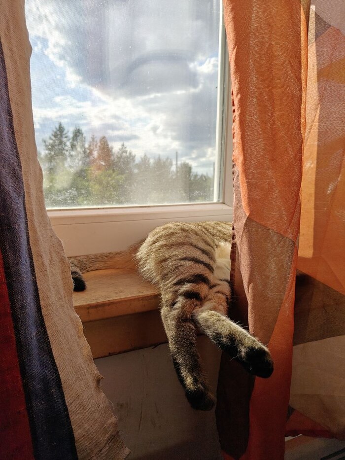 загадочное полукотие.