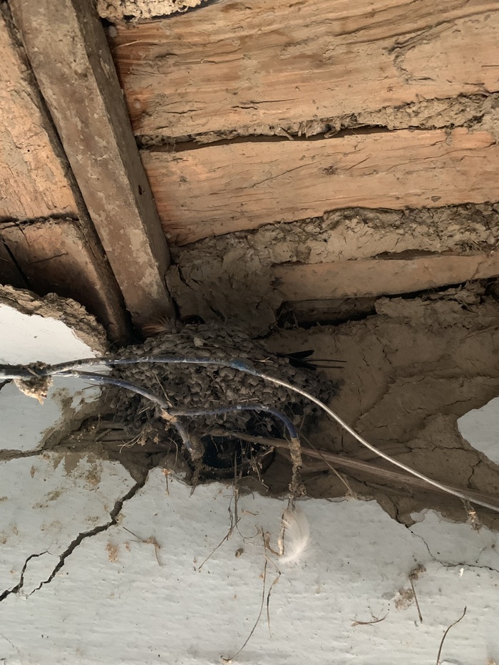 В старой хате нашли прошлогоднее гнездо, ласточки снова его облюбовали, чуть подделали и снова сели.
