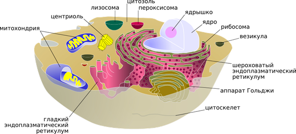 <a href="https://pikabu.ru/story/pochemu_myi_umiraem_1_14040106?u=https%3A%2F%2Fru.wikipedia.org%2Fwiki%2F%25D0%259A%25D0%25BB%25D0%25B5%25D1%2582%25D0%25BA%25D0%25B0&t=%D0%A1%D1%85%D0%B5%D0%BC%D0%B0%20%D0%B6%D0%B8%D0%B2%D0%BE%D1%82%D0%BD%D0%BE%D0%B9%20%D0%BA%D0%BB%D0%B5%D1%82%D0%BA%D0%B8&h=453f51915a597efb3b755f00b83604b2b6384c20" title="https://ru.wikipedia.org/wiki/%D0%9A%D0%BB%D0%B5%D1%82%D0%BA%D0%B0" target="_blank" rel="nofollow noopener">����� �������� ������</a>