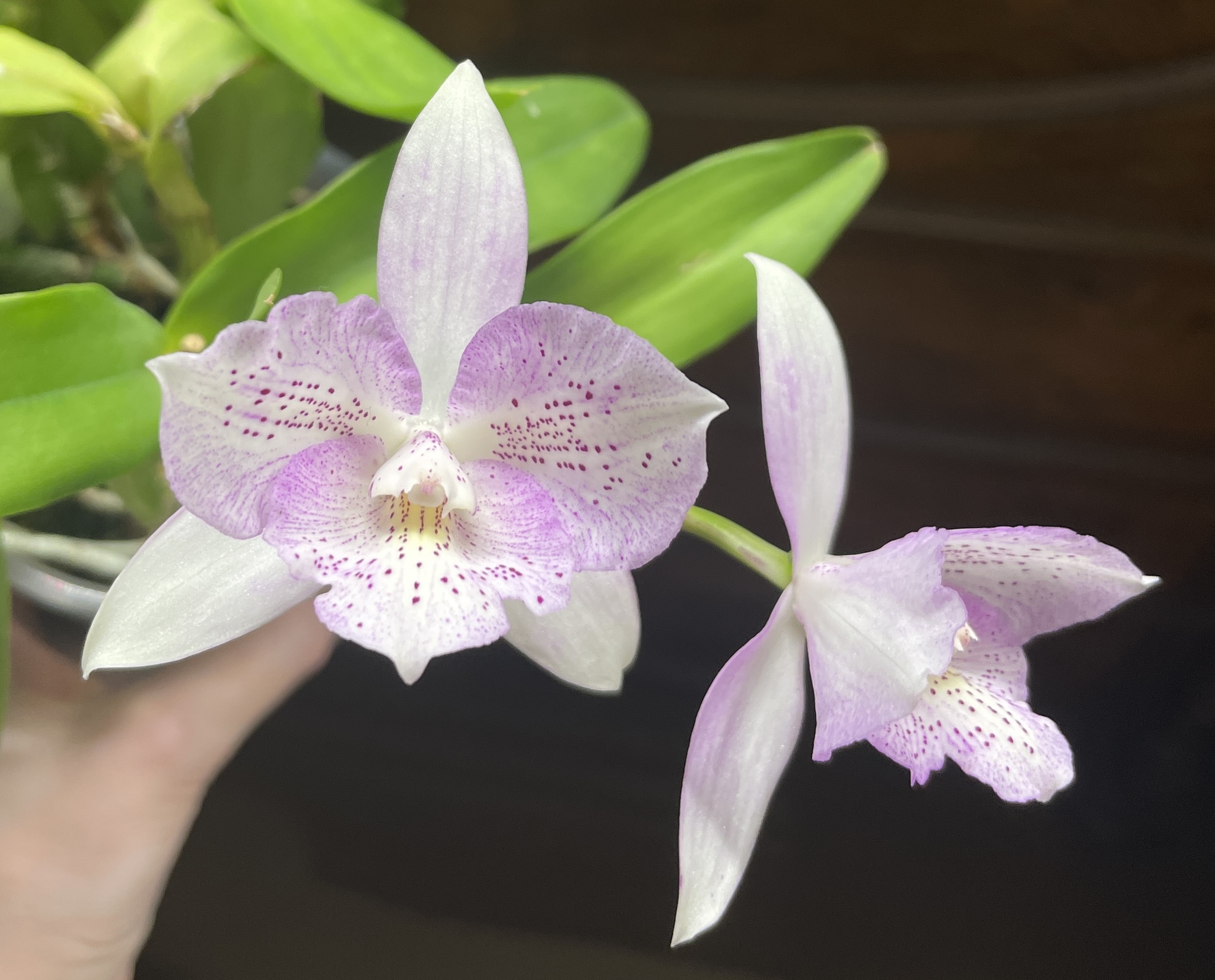 May blossoms - Series Photos of my flowering plants, My, Flowers, Floriculture, Orchids, The photo, Phalaenopsis, Longpost, Houseplants, Bloom