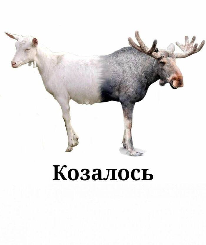 Казалось - кАжется (ни при каких обстоятельствах не пишем «козалось», ибо коза здесь ни при чём)