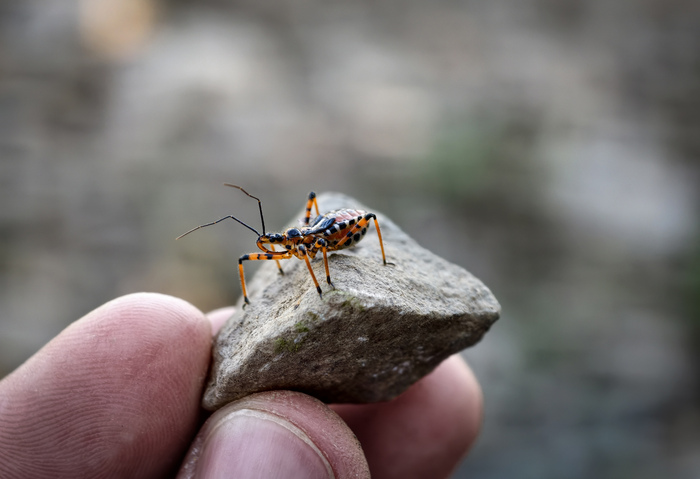 Rhynocoris punctiventris (�� ��� �������)