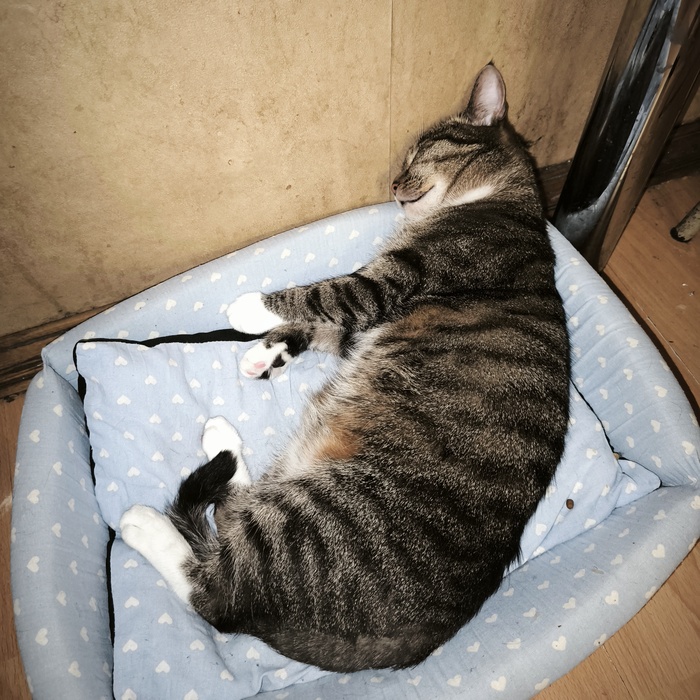 Натварикотил и спит