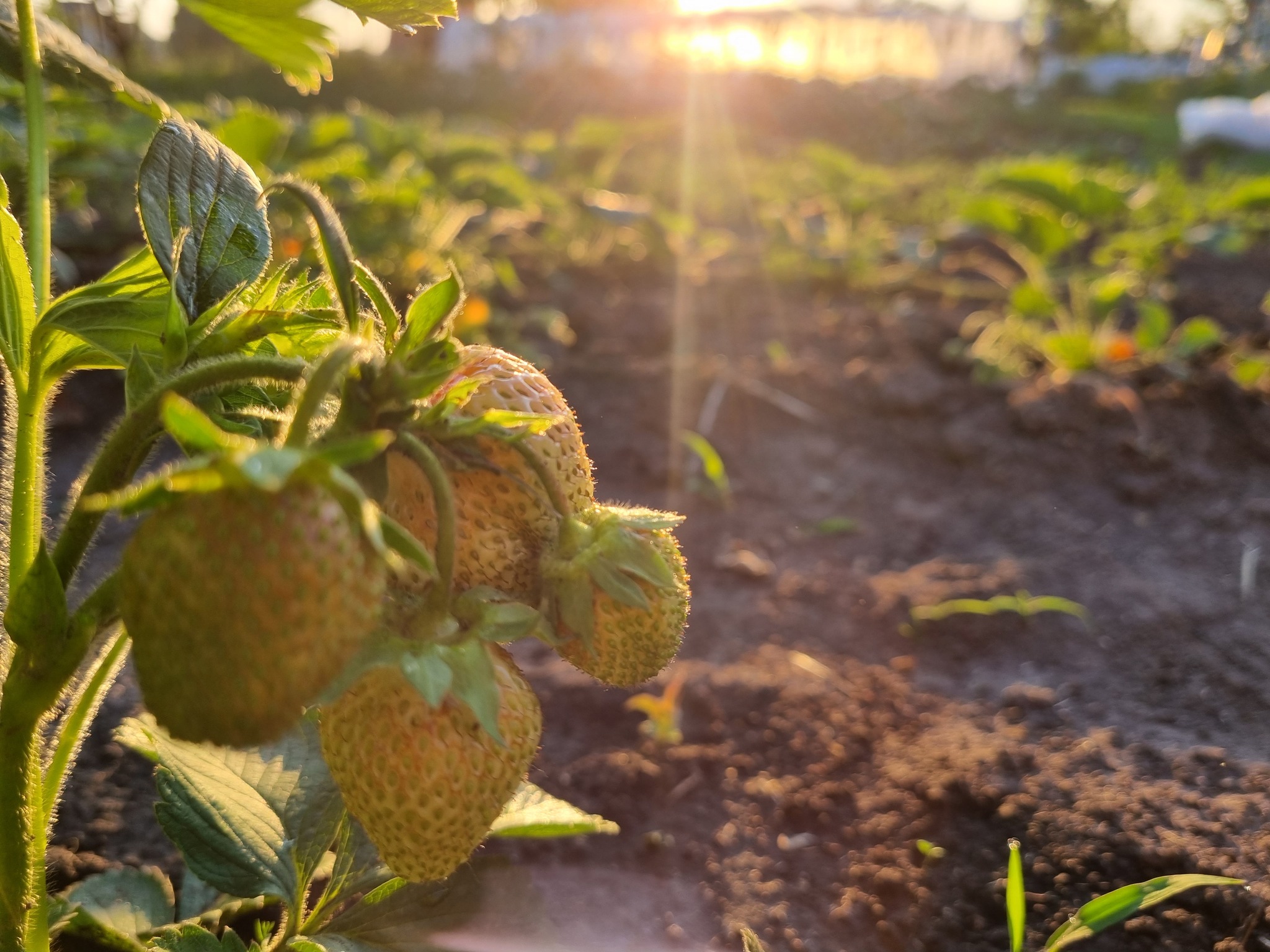 2026 hot season month 4 - My, Spicy, Hot peppers, Pepper, Seedling, Greenery, Grasshopper, Strawberry (plant), Longpost