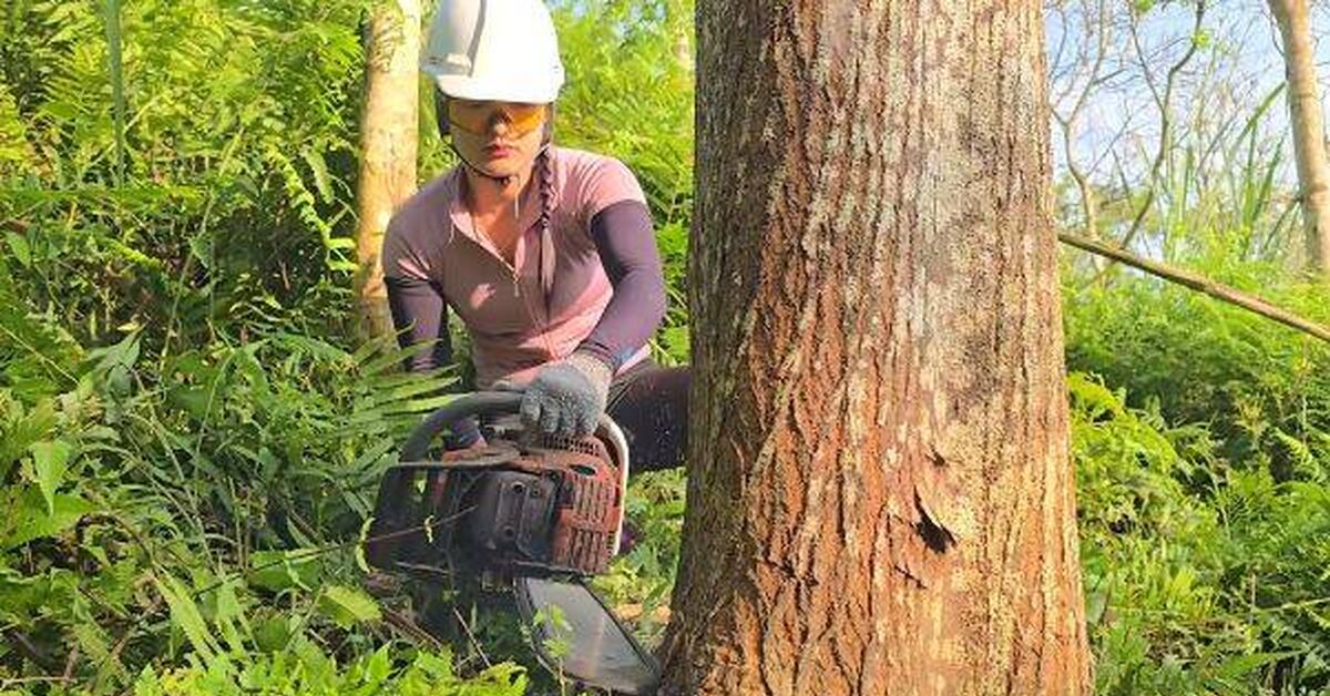 Vietnamese girls - lumberjacks work under the scorching sun - Vietnam, Girls, Lumberjack, Chainsaw, Logging, Deception, Bloggers, Rukozhop, Imitation, Technics, Wood, Video, Rutube