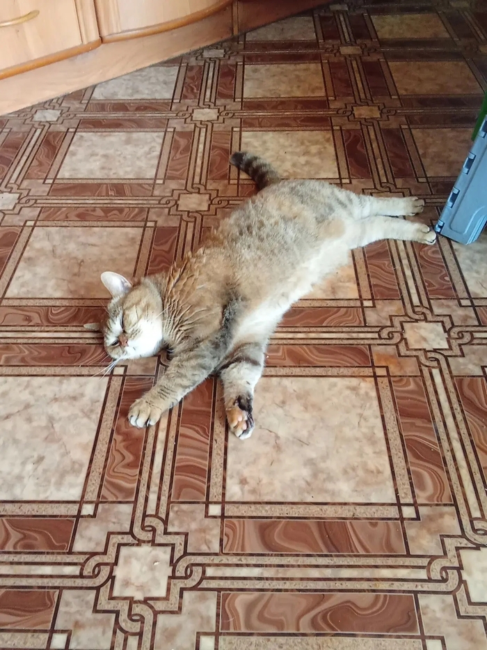 Лето пришло, котеям жарко...