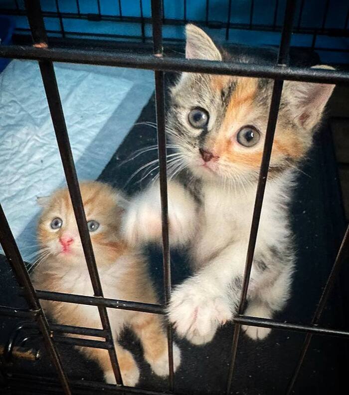 Два чудесных Котёнка ищут дом!