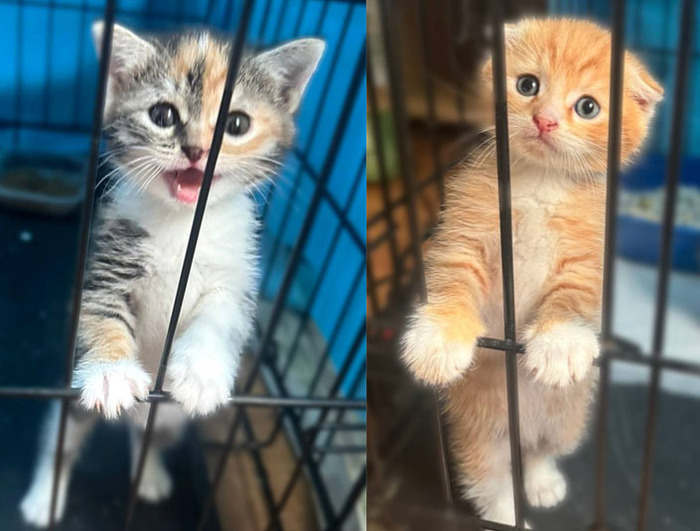Два чудесных Котёнка ищут дом!