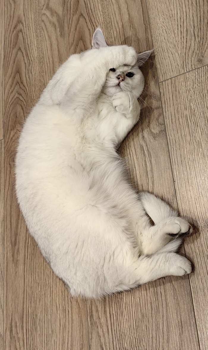 Кот с похмелья