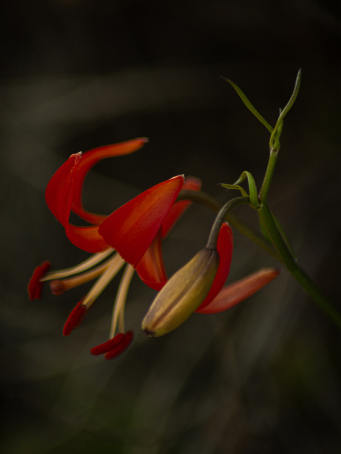 Lilium pumilum