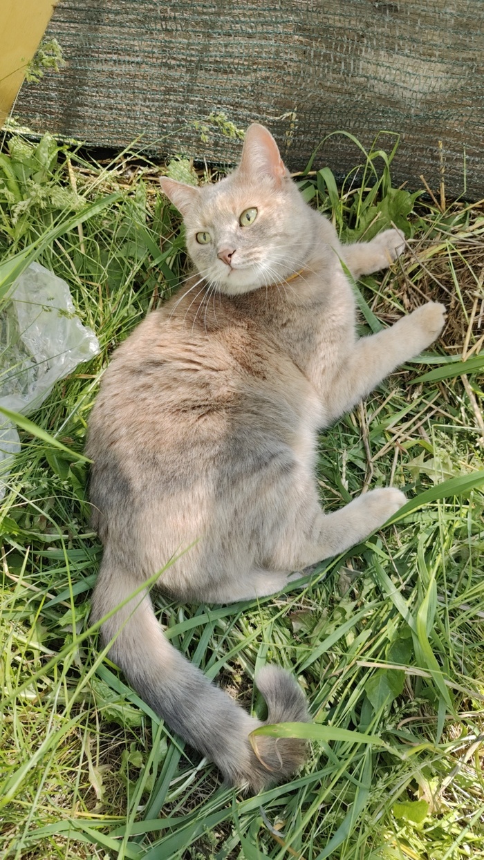 Кошка греется