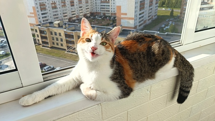 Просто кошка. Просто греется на солнышке