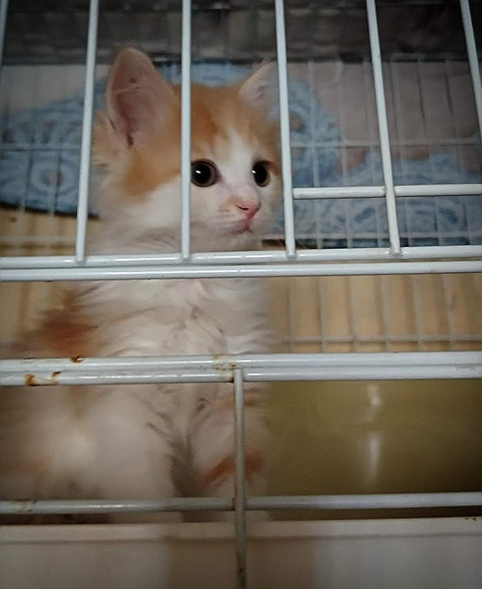 Котёнок девочка по имени Кэнди срочно ищет дом!