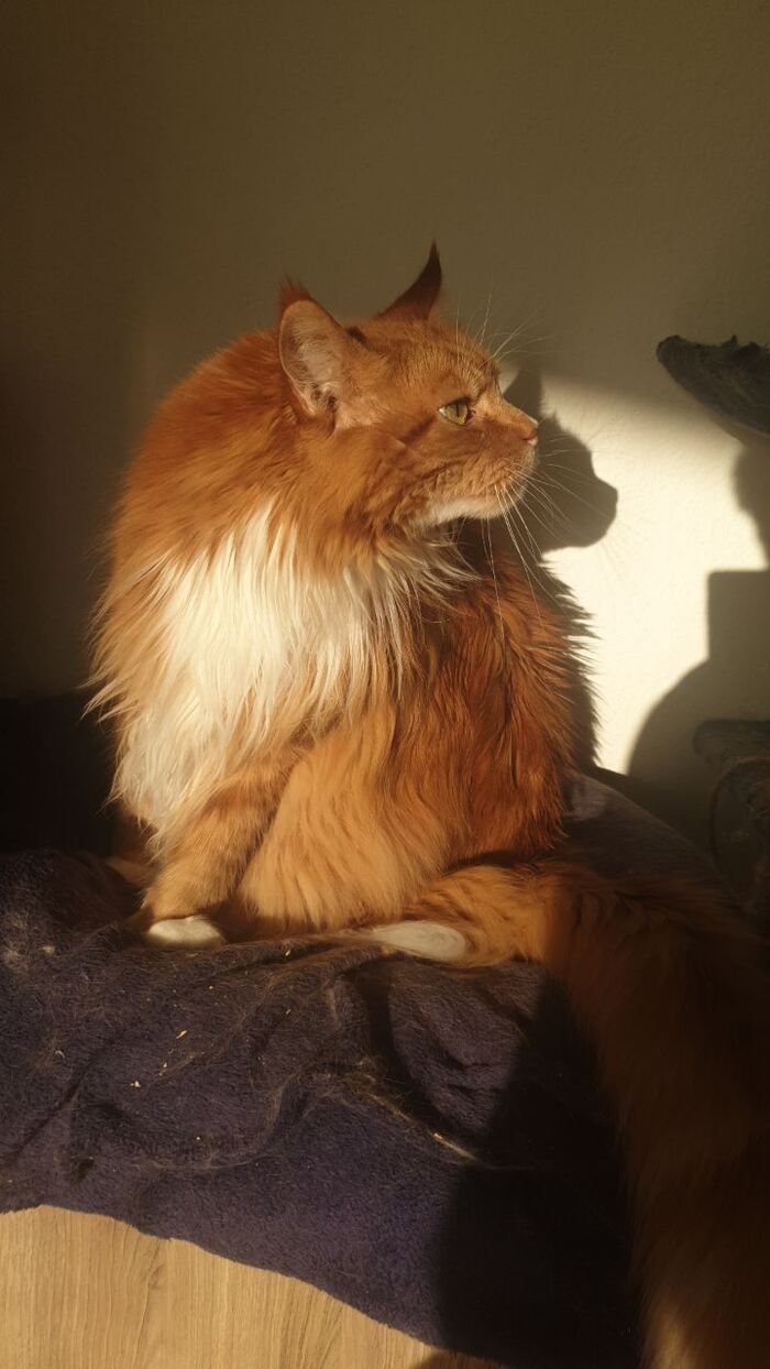 Кот. И его тень