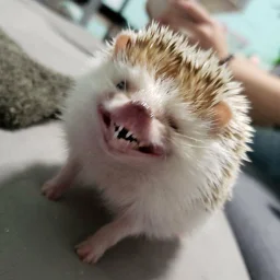 dimkausename