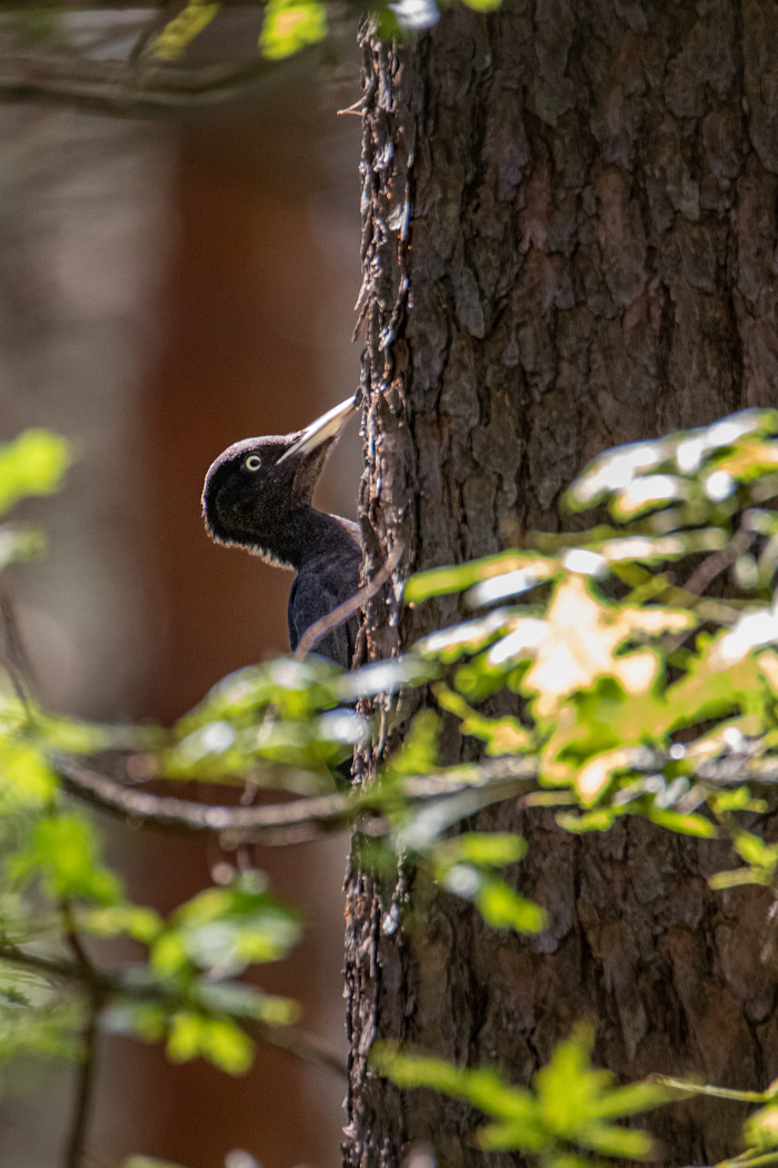Canon 6d m2 + Tamron 150-600 g2