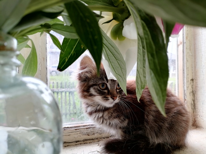 Пристраиваю котенка