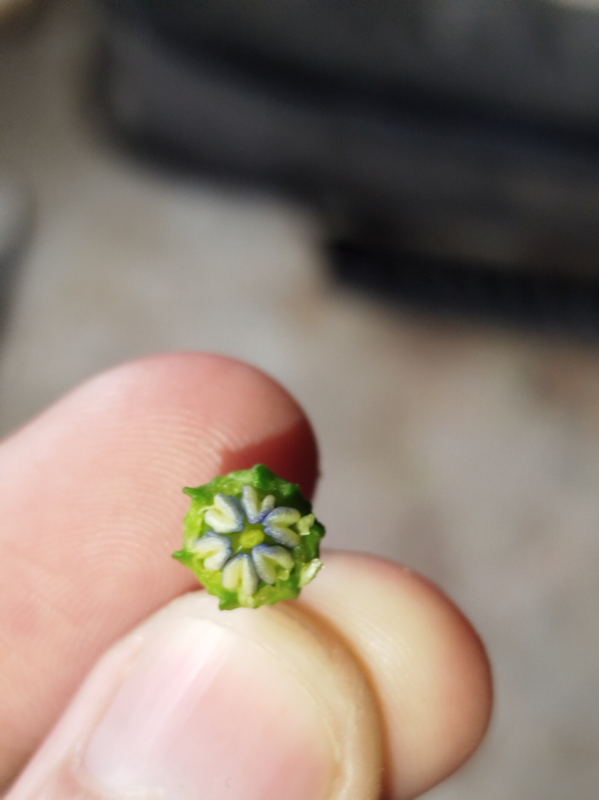 Please help me identify what kind of miracle is growing. - Hot peppers, Growing, Longpost