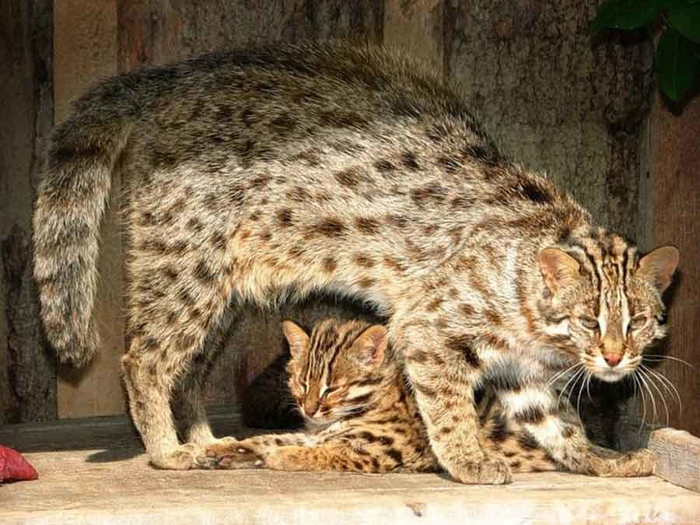 Так, это суд? Мне бы на алименты подать.