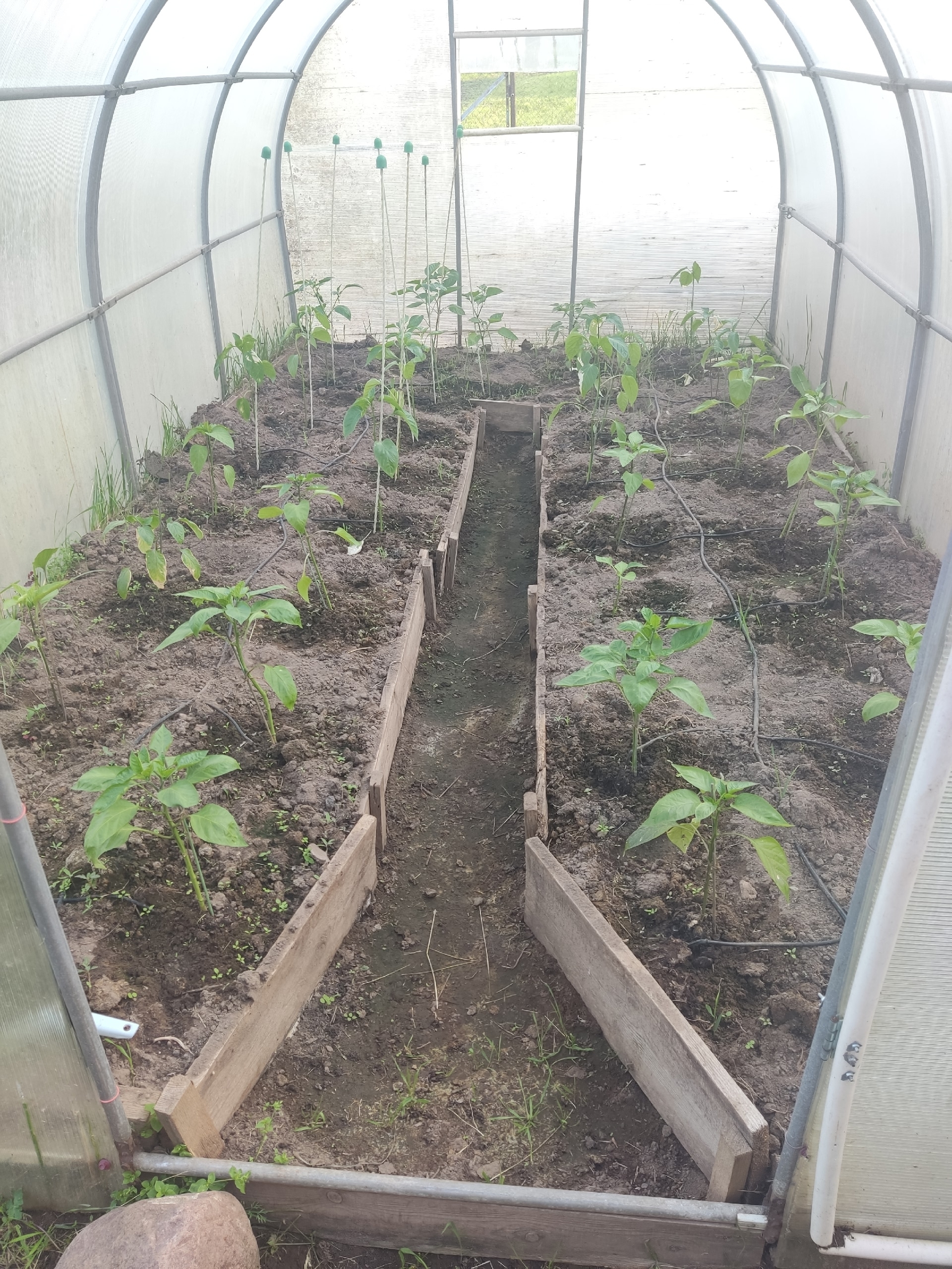 Automation of watering on ESPhome - My, Home assistant, Esp8266, Google chrome, Longpost