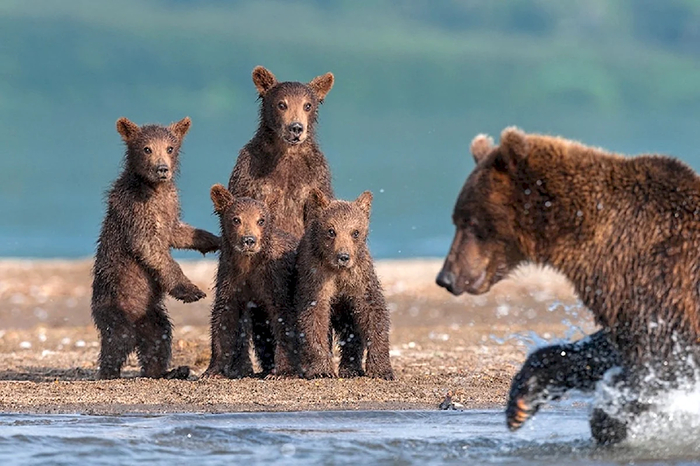 А ну стойте на берегу! Дайте маме спокойно покупаться!