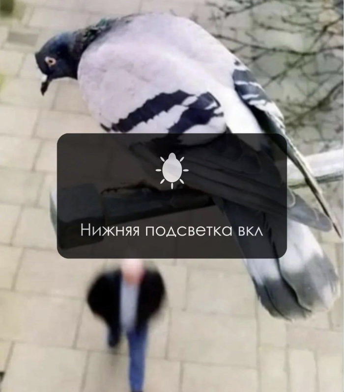 ������ ���������