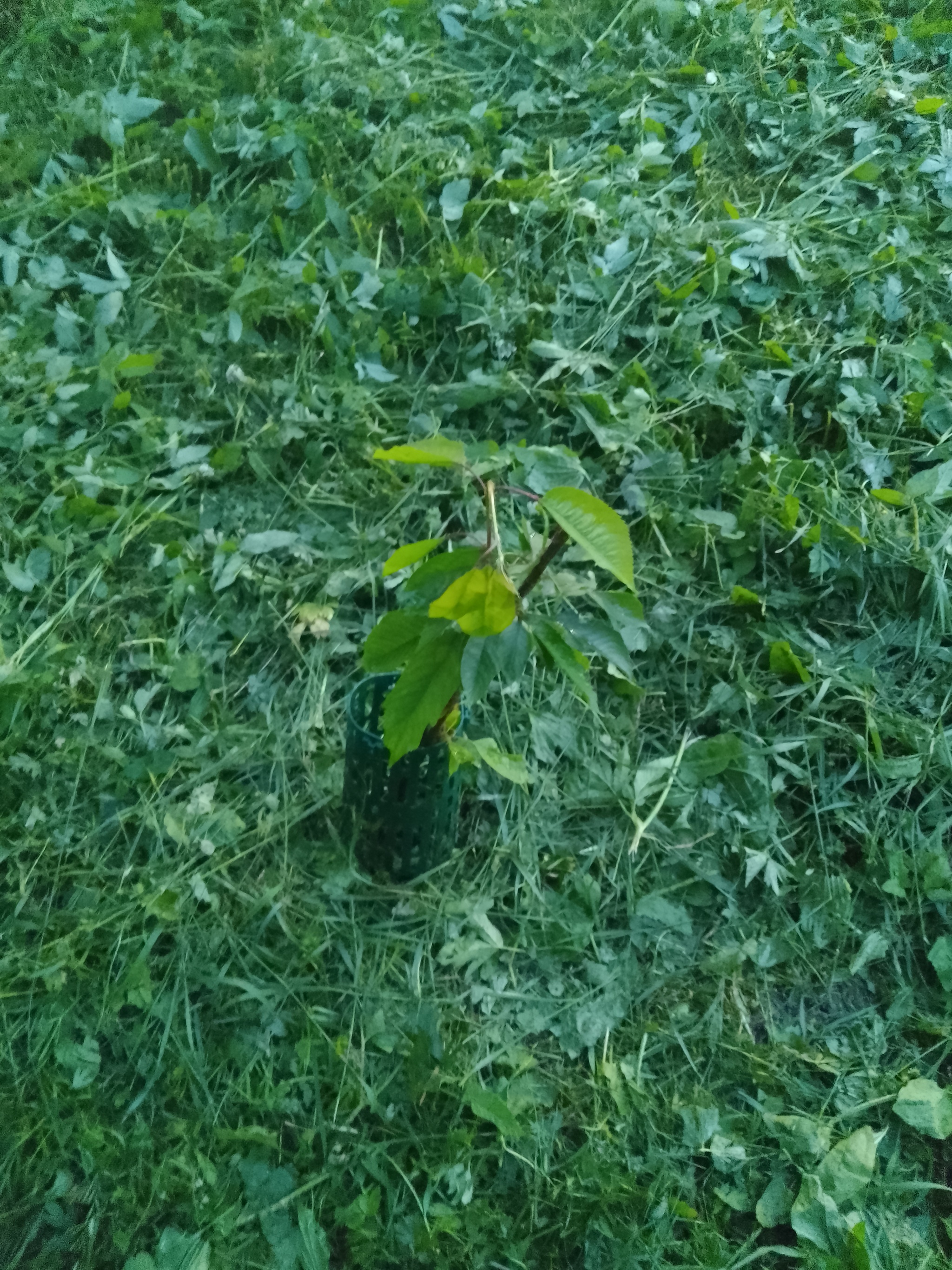 I continue to cultivate greenery under my windows in an apartment building, June - My, Mood, Greenery, Saplings, Courtyard, Beautification, Longpost