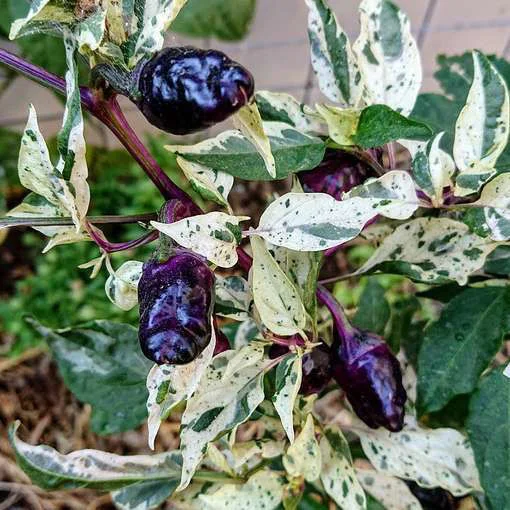 Some variable peppers - My, Garden, Harvest, Longpost