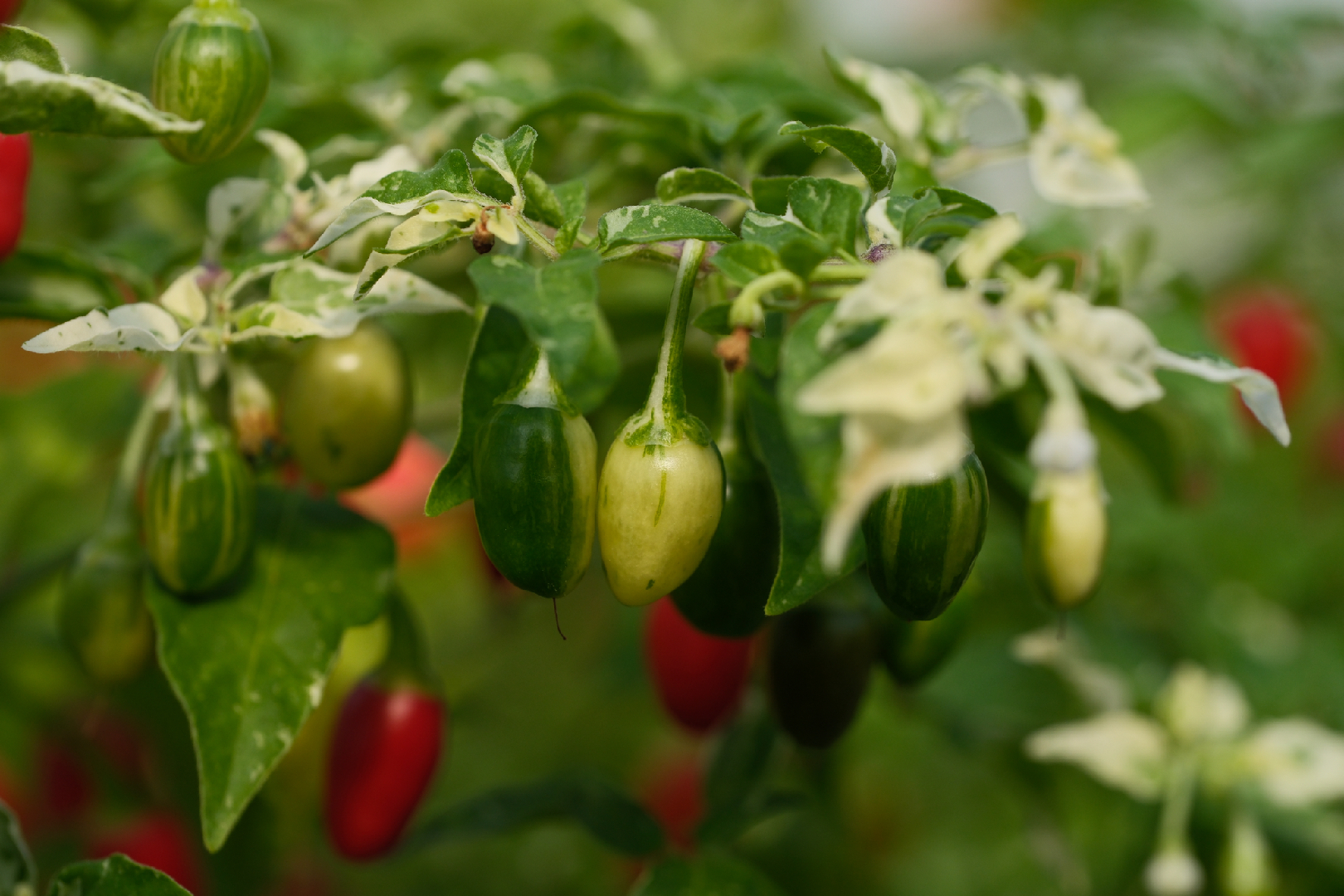 Some variable peppers - My, Garden, Harvest, Longpost
