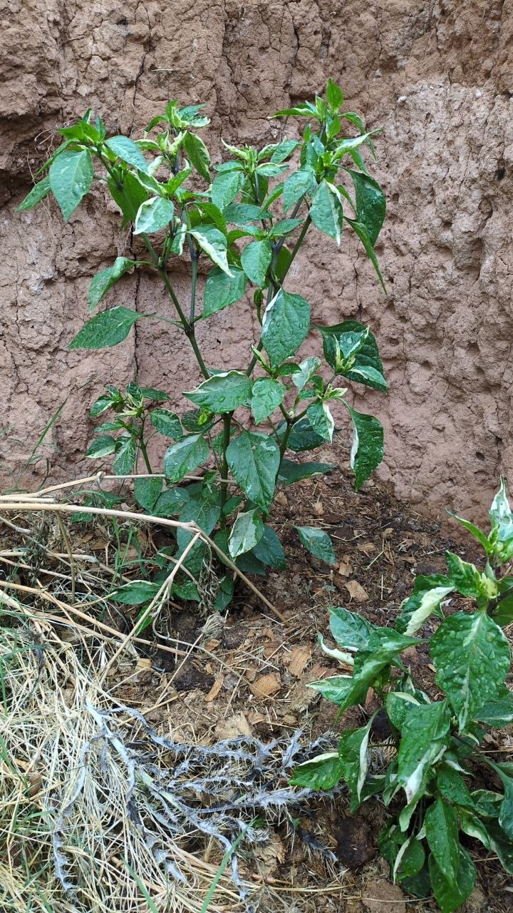 Some variable peppers - My, Garden, Harvest, Longpost