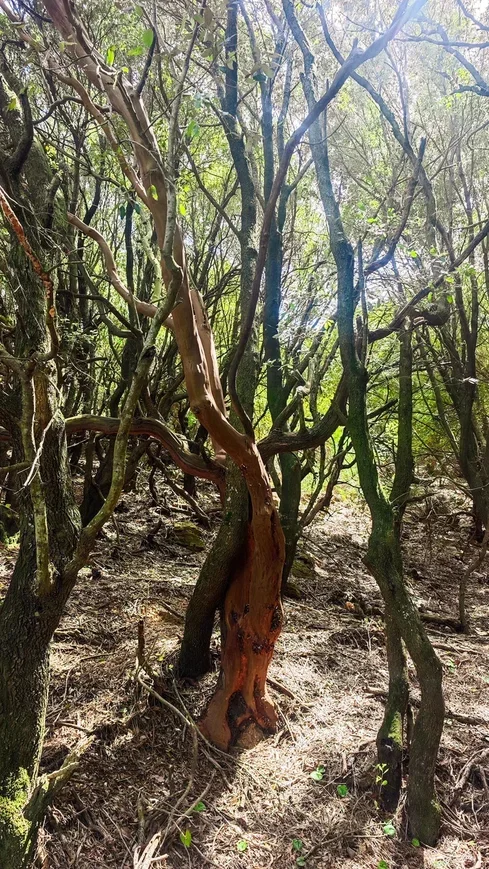 How Pikabu users sailed around Greece. Day 9, May 9. Ikaria Island. - Series Yacht Trips  Reports, My, Sea, Hike, Relaxation, Ocean, Adventures, Travels, Greece, Island, Sailboat, Sail, Yachting, Yacht, Video, Vertical video, Short videos, Longpost, Peekaboo+