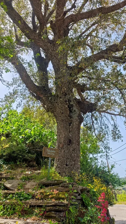 How Pikabu users sailed around Greece. Day 9, May 9. Ikaria Island. - Series Yacht Trips  Reports, My, Sea, Hike, Relaxation, Ocean, Adventures, Travels, Greece, Island, Sailboat, Sail, Yachting, Yacht, Video, Vertical video, Short videos, Longpost, Peekaboo+