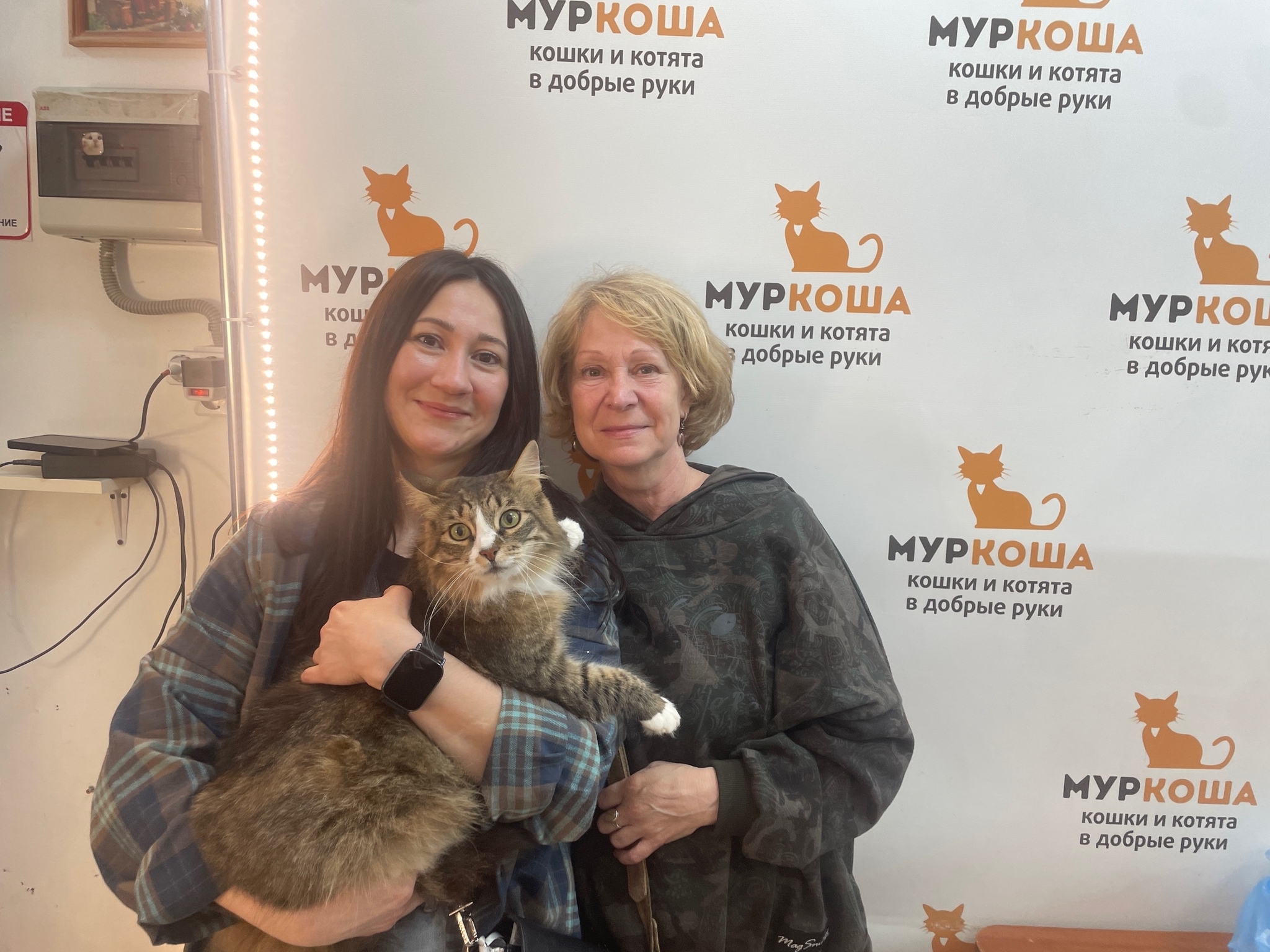 8 kittens have gone home in the last two weeks! - Series Found a home, My, Moscow, Good league, cat, In good hands, Murkosh shelter, Kittens, Paws, Cat lovers, Kindness, Pets, Short videos, Vertical video, Found a home, The photo, Helping animals, Events, Happiness, Miracle, I share my joy, Video, Longpost
