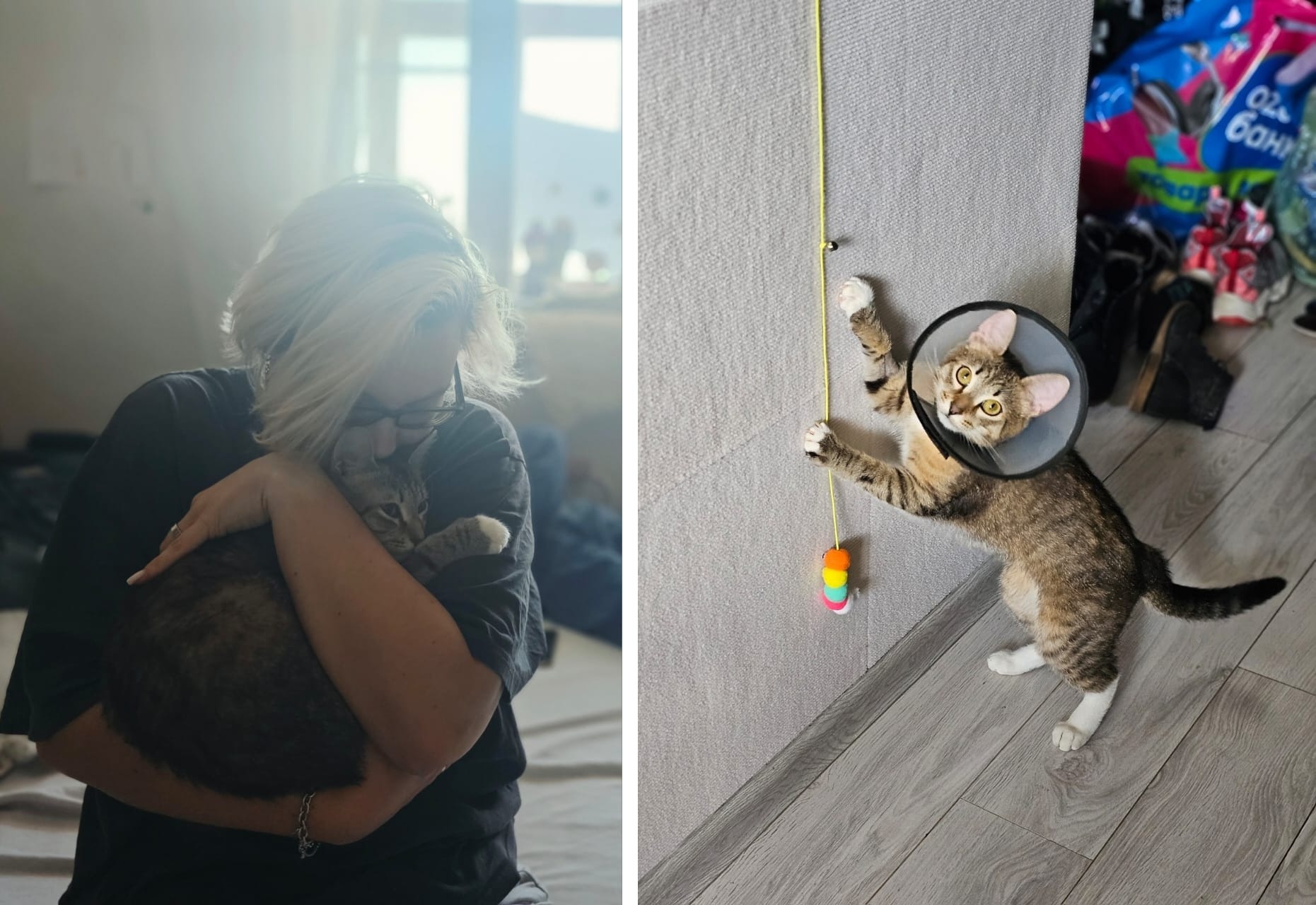 8 kittens have gone home in the last two weeks! - Series Found a home, My, Moscow, Good league, cat, In good hands, Murkosh shelter, Kittens, Paws, Cat lovers, Kindness, Pets, Short videos, Vertical video, Found a home, The photo, Helping animals, Events, Happiness, Miracle, I share my joy, Video, Longpost