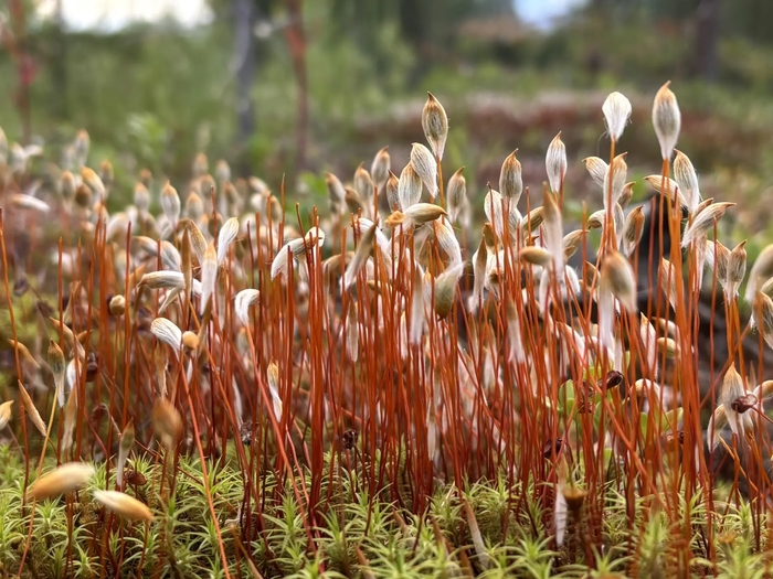 �������� �� (Polytrichum commune)