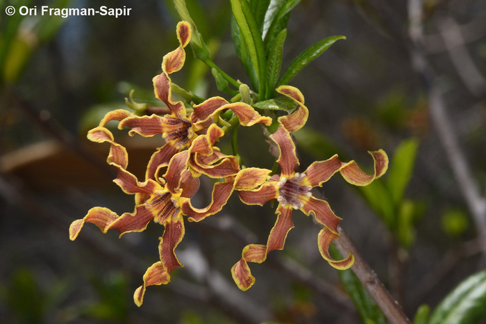 Цветки Strophanthus boivinii. Фотос сайта <!--noindex--><a href="https://pikabu.ru/story/yadovityie_strofant_14115413?u=http%3A%2F%2Finaturalist.org&t=inaturalist.org&h=36da29dc9fa38f53878b53b1ea8a2c5941d0e9cc" title="http://inaturalist.org" target="_blank" rel="nofollow noopener">inaturalist.org</a><!--/noindex-->.