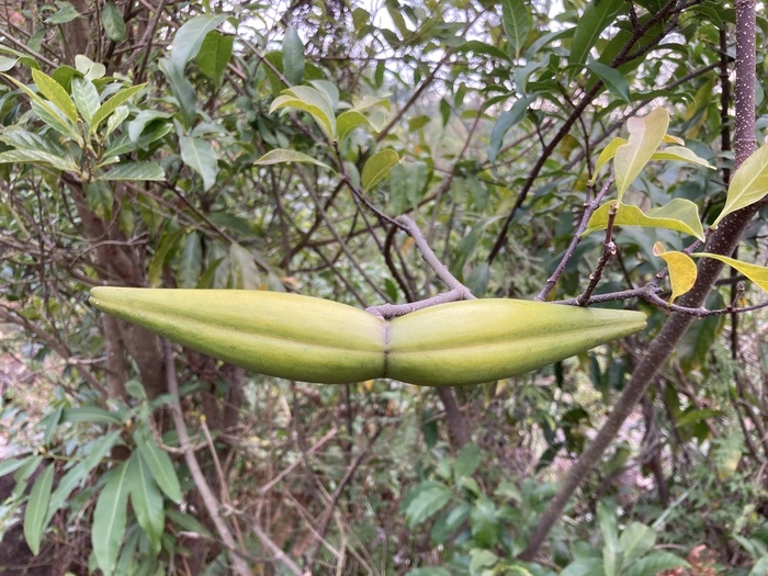 Незрелые семена Strophanthus divaricatus в коробочке. Фото с сайта <!--noindex--><a href="https://pikabu.ru/story/yadovityie_strofant_14115413?u=http%3A%2F%2Finaturalist.org&t=inaturalist.org&h=36da29dc9fa38f53878b53b1ea8a2c5941d0e9cc" title="http://inaturalist.org" target="_blank" rel="nofollow noopener">inaturalist.org</a><!--/noindex-->.