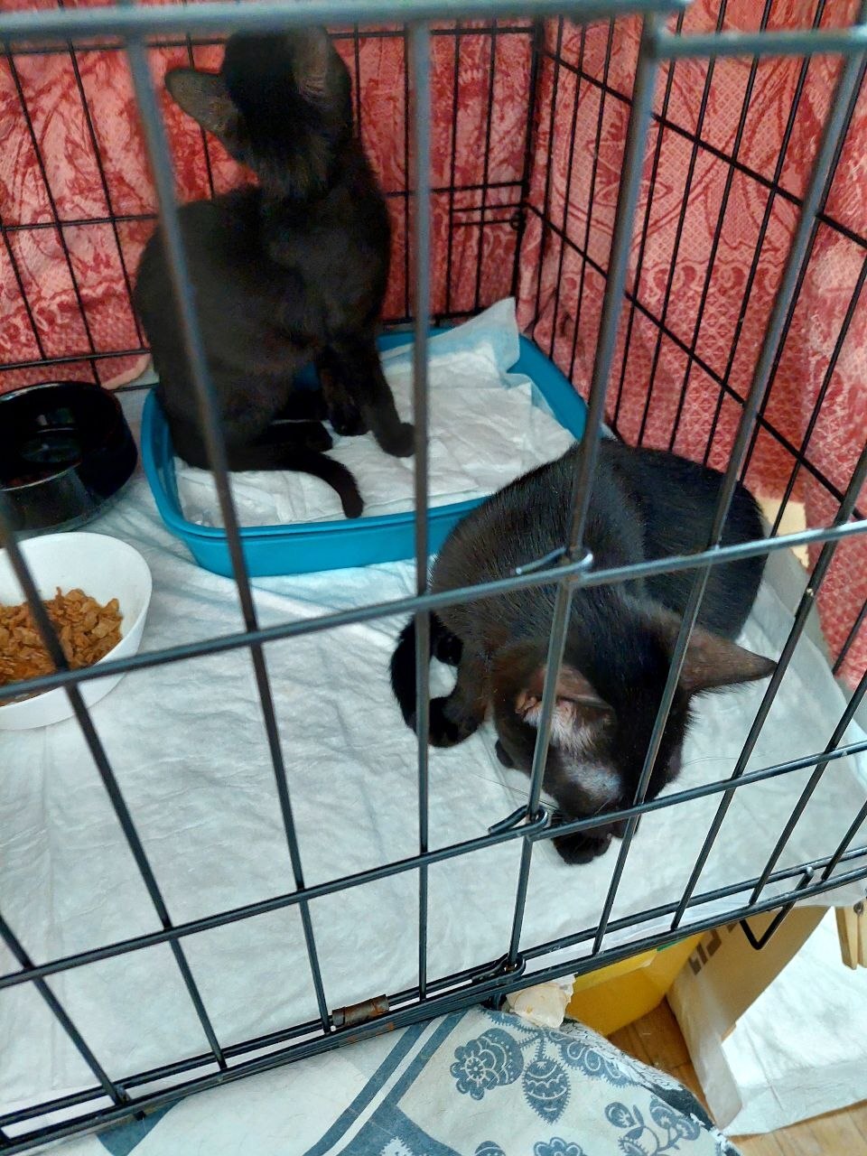 Black female kittens, rescued from the street. Mom is a Siamese. Dad is a hot brunette who doesn't pay child support. Moscow. - Series I help my grandmother find a home for the cats she saved, My, cat, In good hands, Helping animals, Homeless animals, Cat lovers, Kittens, Milota