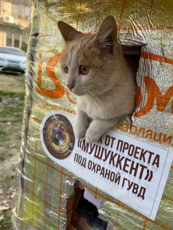 "Котодомики" в Ташкенте под угрозой ...