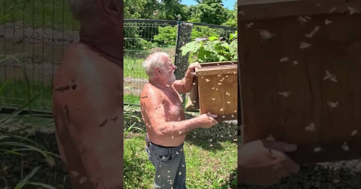Bees - Short videos, Vertical video, Bees, Roy, Apiary, Video, Youtube