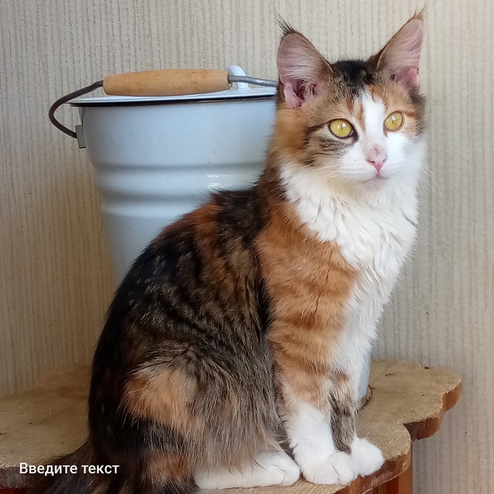 Одна из моих кошек Айра.