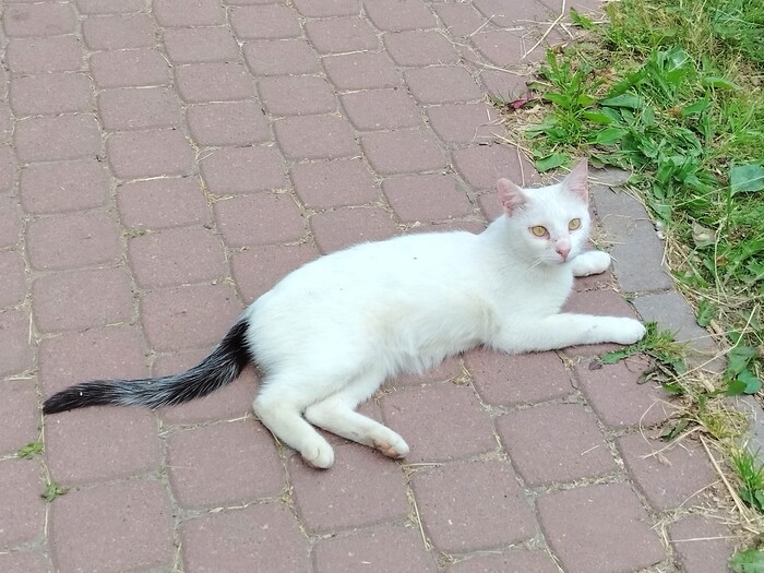 Кошку зовут Ася