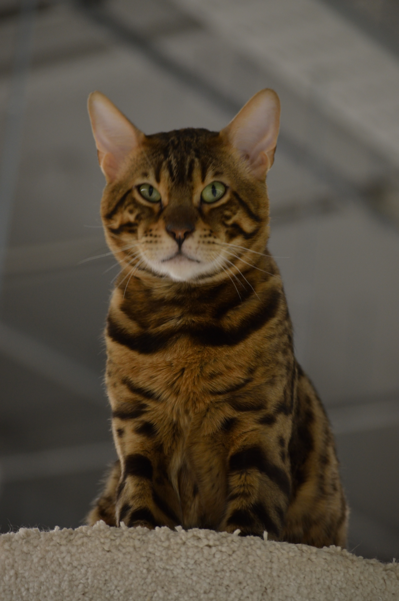 Show cats - My, cat, Cat Show, Scottish lop-eared, Maine Coon, Ragdoll, Abyssinian cat, Bengal cat, Longpost