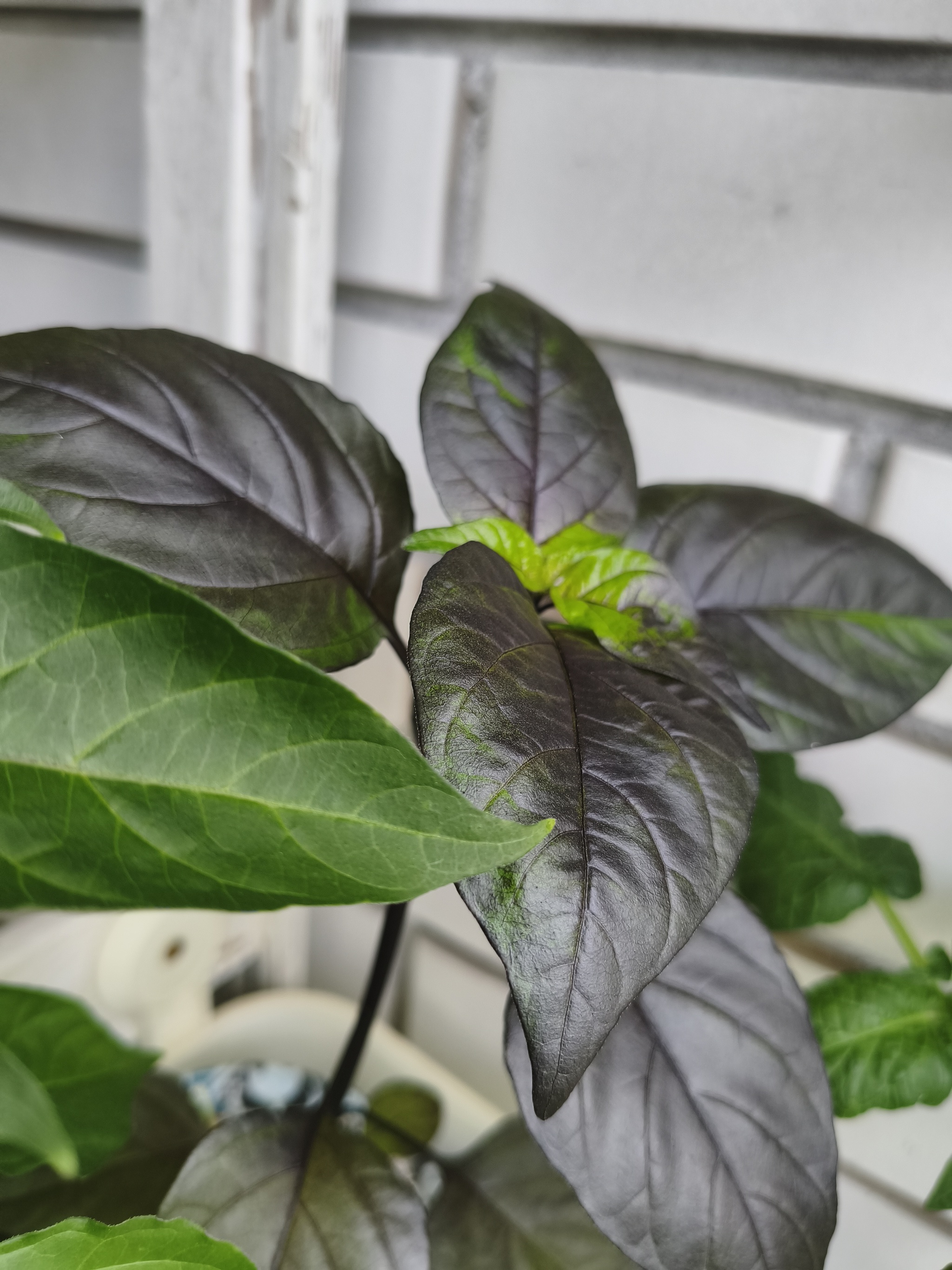 My green zen and purring caretaker - My, Hot peppers, Zen, Garden, Amazing, Balcony, Vegetable garden on the windowsill, Habanero, cat, Chilli, Longpost